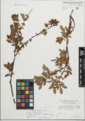 Foto von Salix foetida Schleich. ex DC. x Salix waldsteiniana Willd.